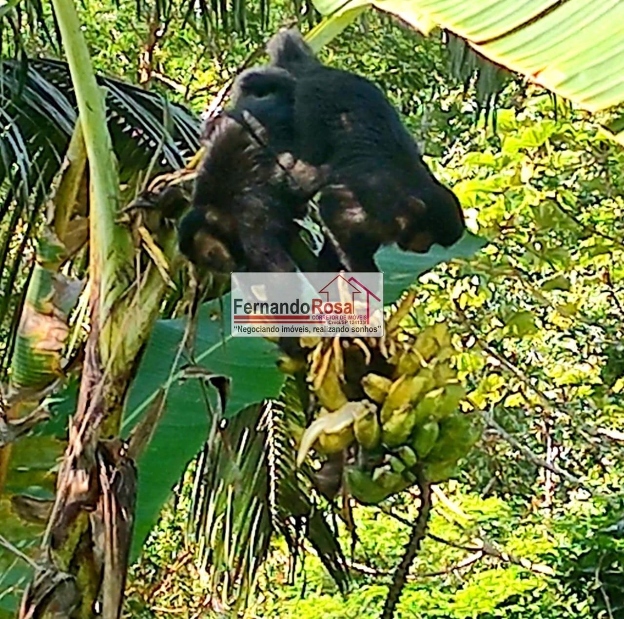 Chácara, 3 quartos, 1500 m² - Foto 9